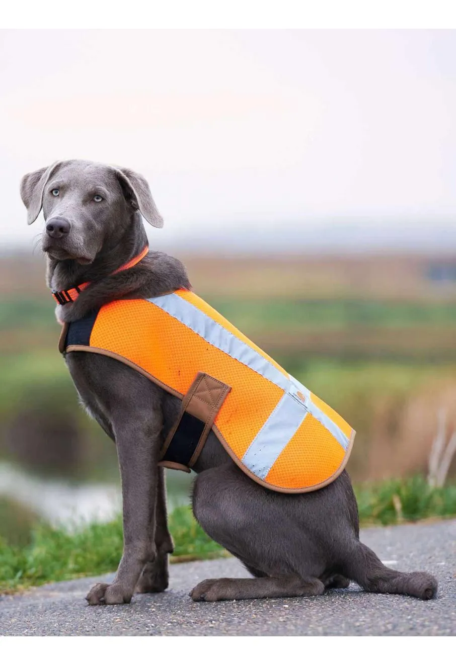 Carhartt Dog Reflective Coat - L - Orange