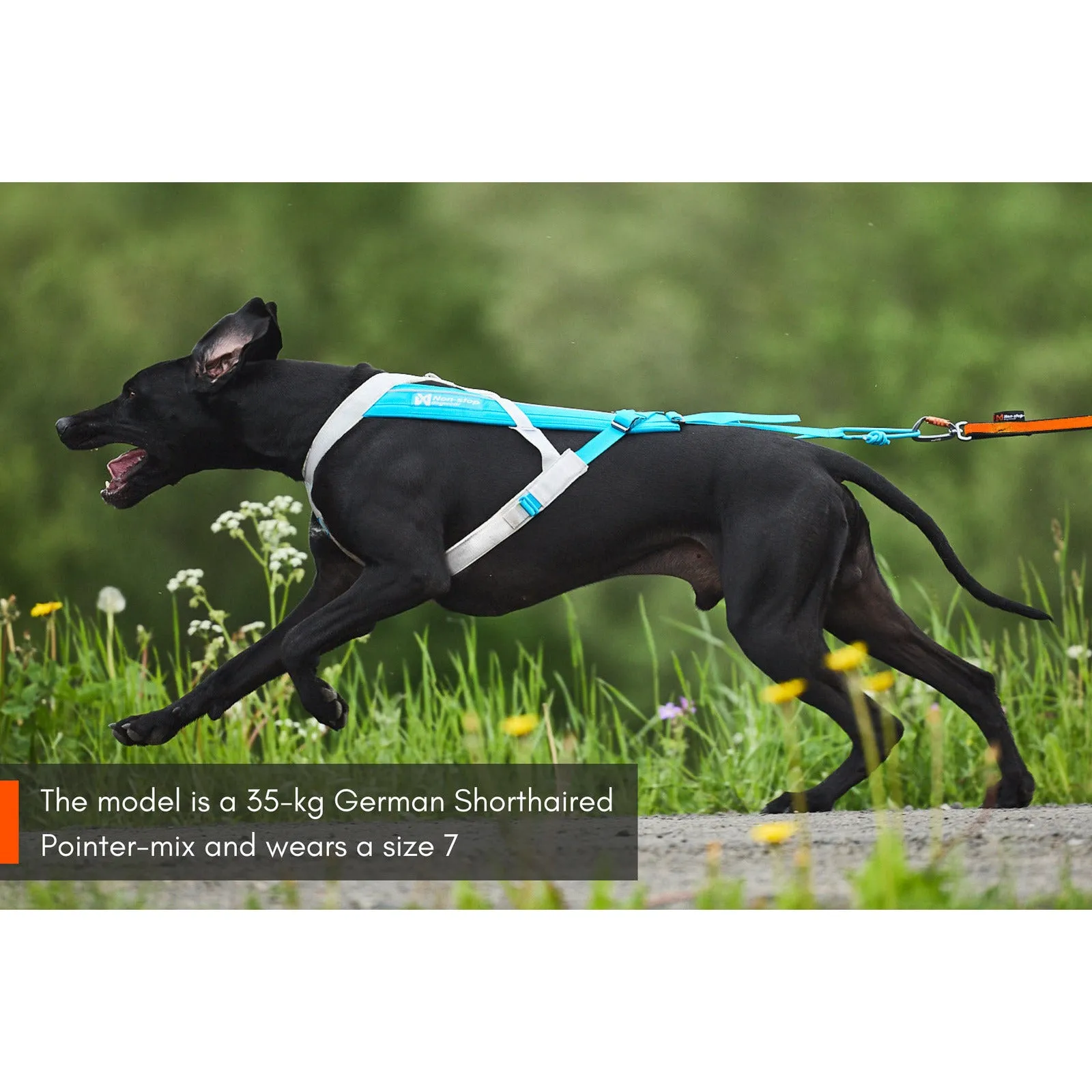 Non-stop Dogwear Freemotion Harness 5.0